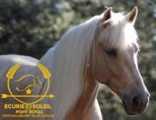 Centre équestre Mallemort en Provence , Domaine du Golf international de Pont Royal L'Écurie du Soleil